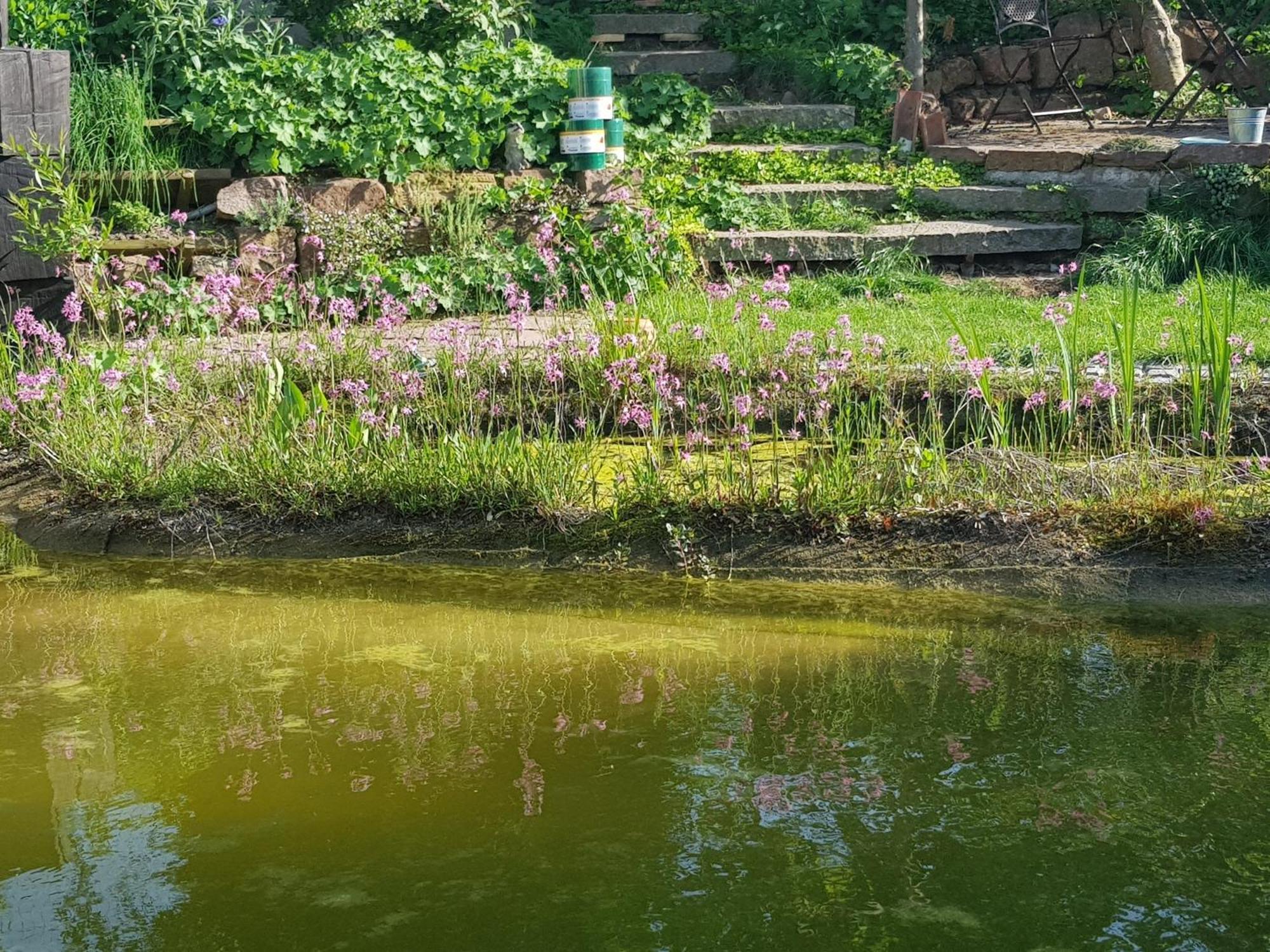 Wohnung Mit Sauna, Garten & Schwimmteich Bietigheim-Bissingen Extérieur photo