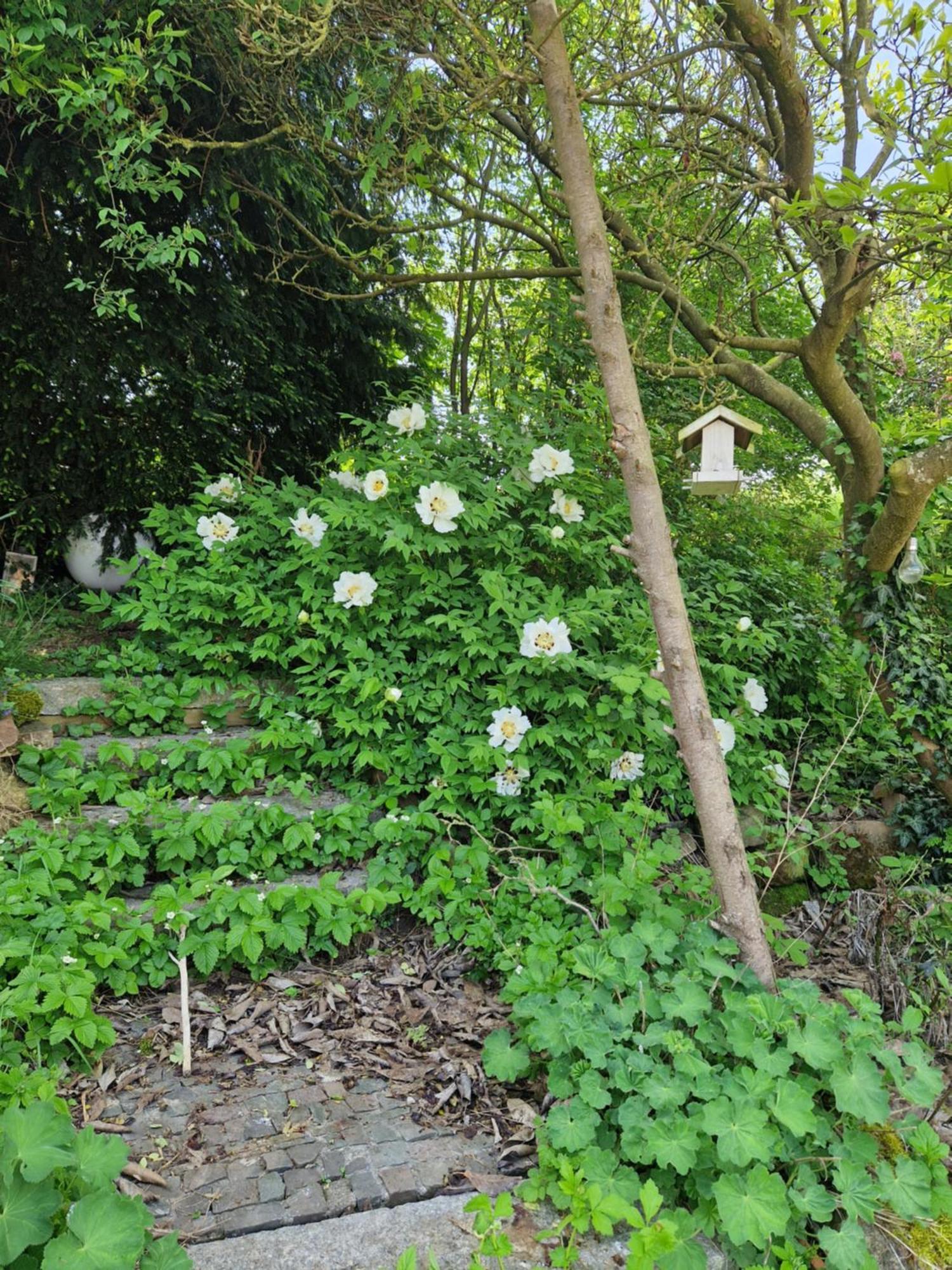 Wohnung Mit Sauna, Garten & Schwimmteich Bietigheim-Bissingen Extérieur photo